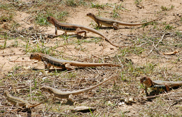 Dông Cát, Kỳ Nhông đặc sản phan rang